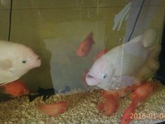 -西树泡芙(湖滨银泰in77B区店)