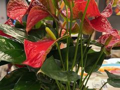 -峨嵋酒家(牡丹园店)