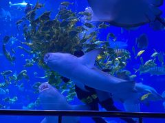 -太平洋海底世界