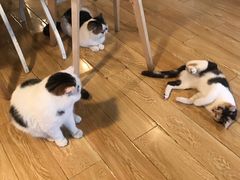 -Cappucimeow猫咪咖啡馆(韦伯时代店)