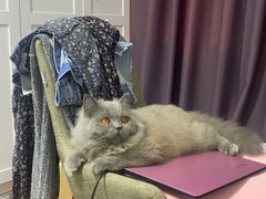 -猫大福·Fortune Cat猫舍(百子湾店)