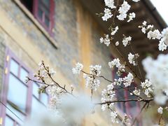 -武汉大学-樱园