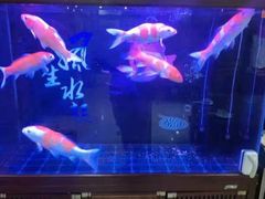 -邵年鸽(杨庄店)