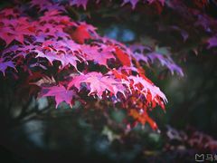 -太平洋中心(CF Pacific Centre)