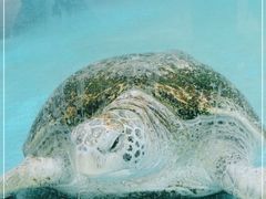 -珠海长隆海洋王国