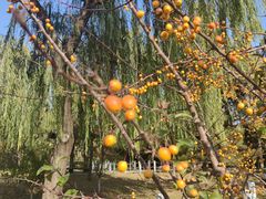 -元大都城垣遗址公园