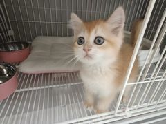 -翊宠yipet猫狗购宠庄园犬舍•猫舍