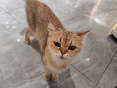 -猫小院猫主题餐厅(南锣旗舰店)