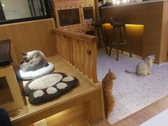 -滚猫咖啡·猫咖·猫友好撸猫(未来城店)