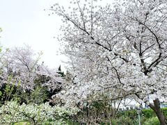 -嘉定紫藤园