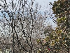 -采石矶景区