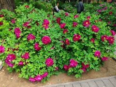 -北京市劳动人民文化宫(太庙)