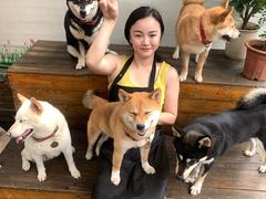 -柴犬高等学院·狗咖·柴犬售卖·宠物训练