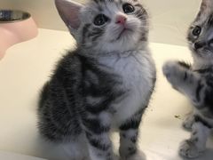 -喵zoo家庭繁育猫舍(尖东智能花园店)