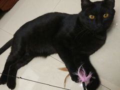 -瑞鹏宠物医院·夜间急症·心超·猫科(祖庙分店)