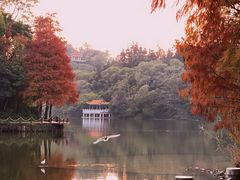 -深圳仙湖植物园