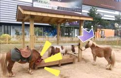 -萌宠亲子动物乐园(槐房万达店)