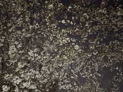 -高东镇樱花园