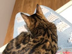-COLOR PETS 撸猫馆·购猫·猫咖(长风大悦城店)