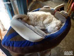 -Babycat私家御饼屋(龙头路一店)