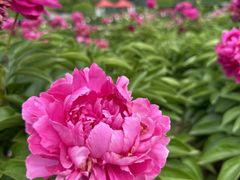 -洛阳市隋唐城遗址植物园