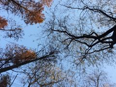 -昆山城市生态森林公园