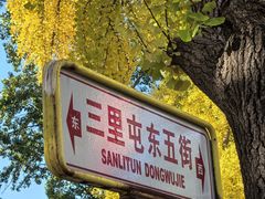 -三里屯东五街银杏大道