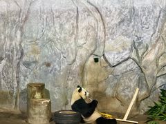 -深圳野生动物园