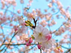 -顾村公园
