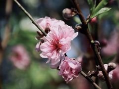 -桃花涧
