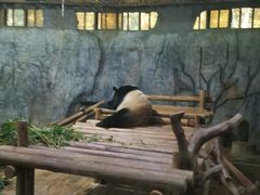 -深圳野生动物园