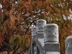 -金花茶公园