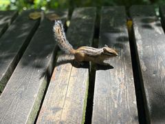 -五营红松林海景区