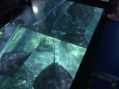 -暹罗海洋世界