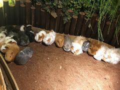 -藦茜花园宠物主题亲子互动体验馆(国顺东路店)