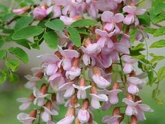 -昆山城市生态森林公园