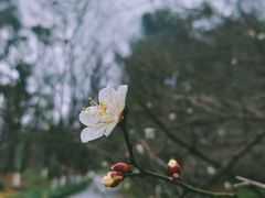 -杭州植物园