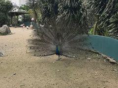 -吉隆坡雀鸟公园