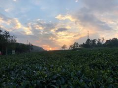 -美的鹭湖森林度假区