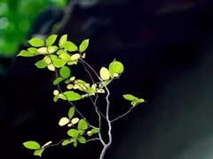 -杭州林泉山庄