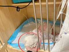 -康旭宠物医院(郑州总院)