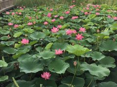 -羊亭河湿地公园