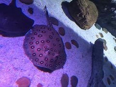 -暹罗海洋世界