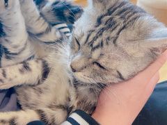 -猫腻·猫咖·撸猫馆(星光大道店)