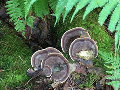 -五营红松林海景区