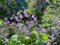 -合肥滨湖国家森林公园