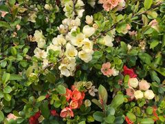 -白塘生态植物园