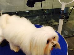 -PETKIT小佩宠物(古北店)