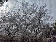 -羊山湖公园