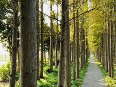 -上海长兴岛郊野公园